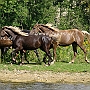 Rocky_ Mountain_ Horse_ 3(10)